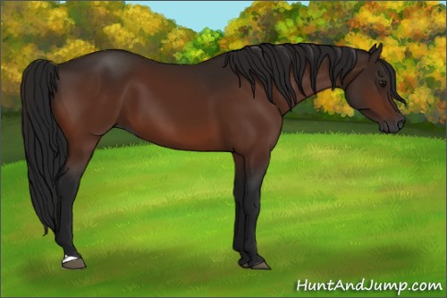 Horse Color:Gray Bay 