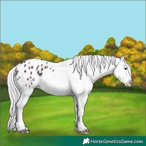 Horse Color:Platinum White Spotted Chocolate Silver Brown Appaloosa 
