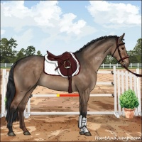 Horse Color:Brown Dun 