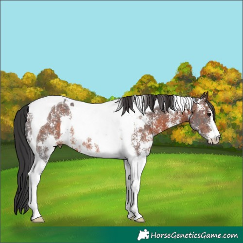 Horse Color:Brown Sabino Tobiano Rabicano 