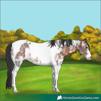 Horse Color:Brown Sabino Tobiano Rabicano