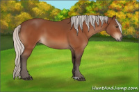 Horse Color:Silver Bay 