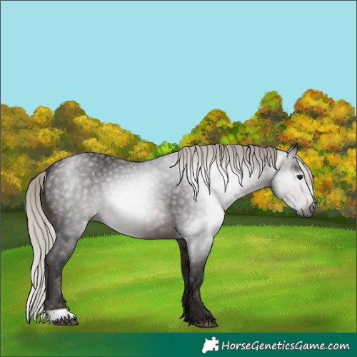 Horse Color:Gray Silver Brown 
