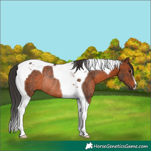Horse Color:Brown Tobiano Rabicano