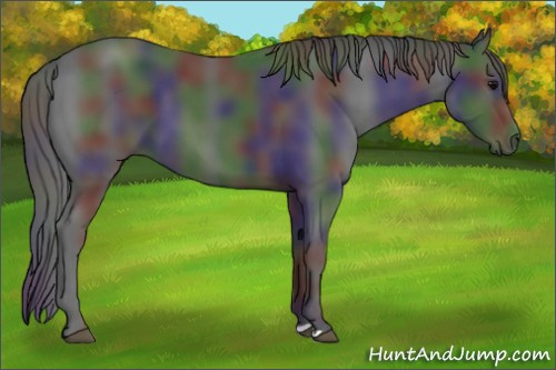 Horse Color:Nacre Black 