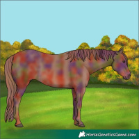 Horse Color:Nacre Chestnut 