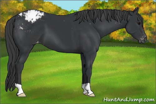 Horse Color:Black Appaloosa 