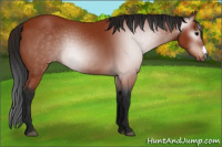 Horse Color:Gray Bay Appaloosa 
