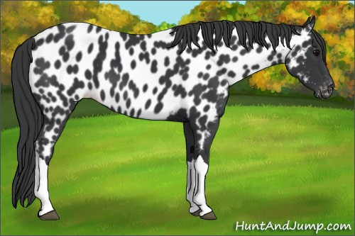 Horse Color:Black Appaloosa 