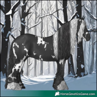 Horse Color:White Spotted Black