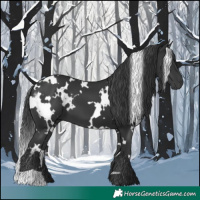 Horse Color:White Spotted Black