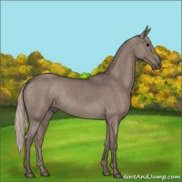 Horse Color:Silver Blue Roan Sabino 