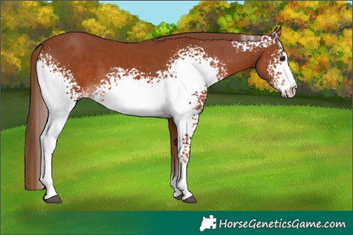 Horse Color:White Spotted Chestnut 