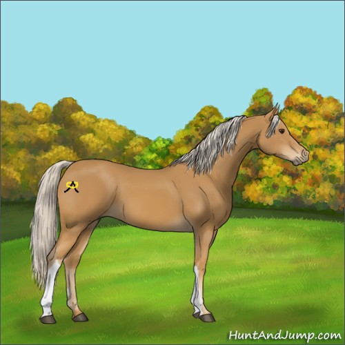 Horse Color:Palomino 