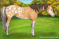 Horse Color:Buckskin Appaloosa  and Buckskin Splash Appaloosa 