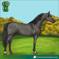 Horse Color:Grullo 
