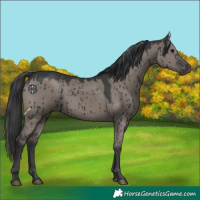 Horse Color:Grullo Brindle 