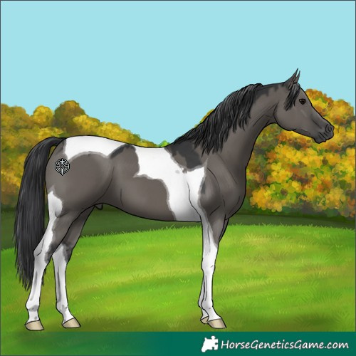 Horse Color:Grullo Tobiano 