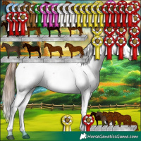 Horse Color:White Spotted Liver Chestnut Appaloosa 