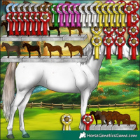 Horse Color:White Spotted Liver Chestnut Appaloosa 