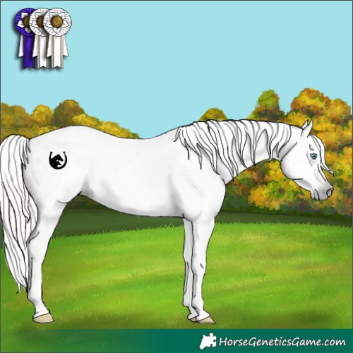 Horse Color:Gray White Spotted Silver Amber Cream Champagne Splash Appaloosa Rabicano 