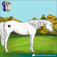 Horse Color:Gray White Spotted Silver Amber Cream Champagne Splash Appaloosa Rabicano 