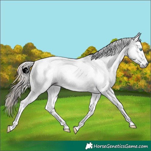 Horse Color:Gray White Spotted Classic Cream Champagne Pearl Blanket Rabicano 