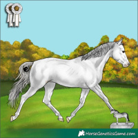 Horse Color:White Spotted Silver Smoky Black Appaloosa 