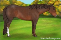Horse Color:Liver Chestnut 