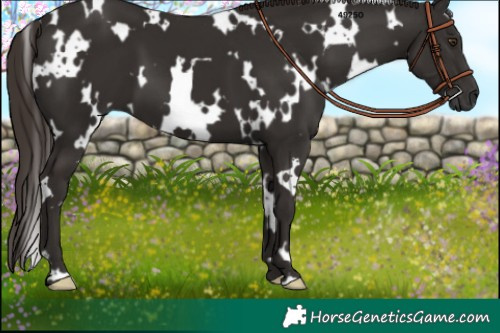 Horse Color:White Spotted Liver Chestnut 