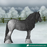 Horse Color:Black 