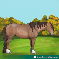 Horse Color:Amber Champagne Tobiano