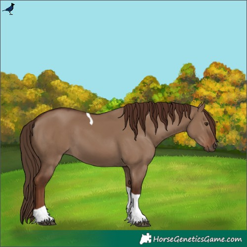 Horse Color:Liver Red Dun Tobiano