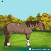 Horse Color:Liver Red Dun Tobiano 
