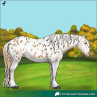 Horse Color:Buckskin Appaloosa 