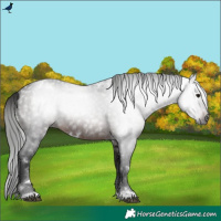 Horse Color:Gray White Spotted Bay 