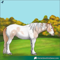Horse Color:Gold Champagne Roan Splash Tobiano Frame Rabicano 