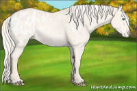 Horse Color:Cremello Appaloosa Rabicano