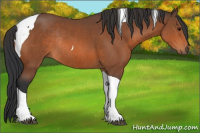 Horse Color:Bay Tobiano Rabicano