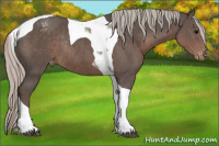 Horse Color:Silver Black Tobiano Appaloosa Rabicano