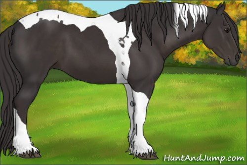 Horse Color:Smoky Black Tobiano