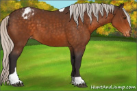 Horse Color:Silver Buckskin Tobiano Appaloosa Rabicano