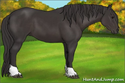 Horse Color:Smoky Black Tobiano 