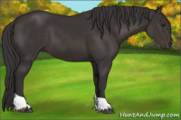 Horse Color:Smoky Black Tobiano