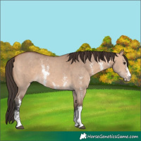 Horse Color:Bay Dun Sabino 
