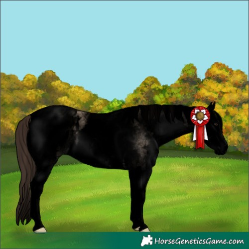 Horse Color:Void White Spotted Brown Dun Splash Appaloosa 