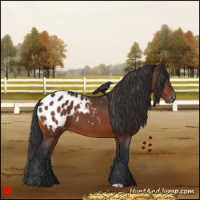 Horse Color:Bay Appaloosa 