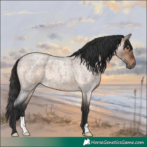 Horse Color:Brown Roan Dun