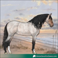 Horse Color:Brown Roan Dun 