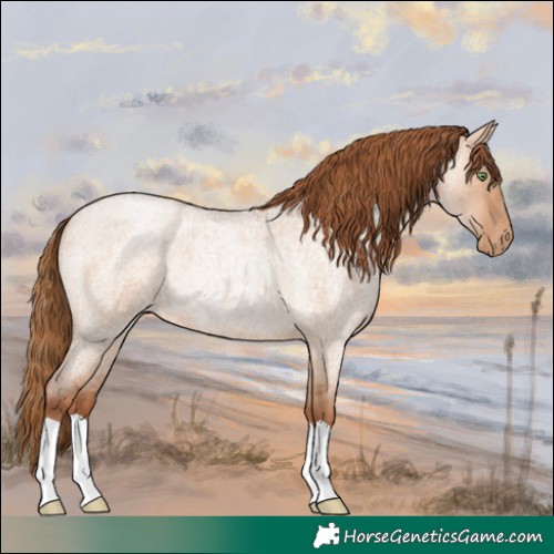Horse Color:Bay Roan Pearl Dun 